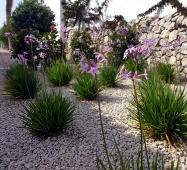 Limpieza de Jardines en Denia