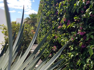 Limpieza de Jardines en Moraira